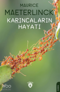 Karıncaların Hayatı