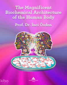 The Magnificent Biochemical Architecture of the Human Body