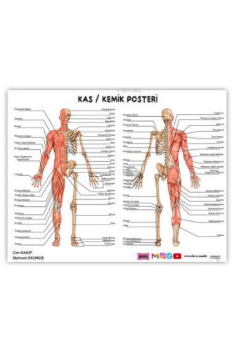 2024 ÖABT Beden Eğitimi Öğretmenliği Kas-Kemik Posteri - Kitapiks.com