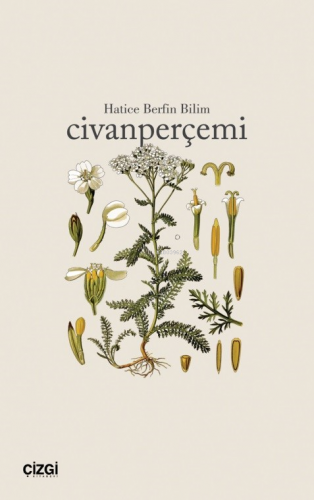 Civanperçemi