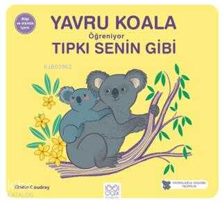 Yavru Koala Öğreniyor Tıpkı Senin Gibi